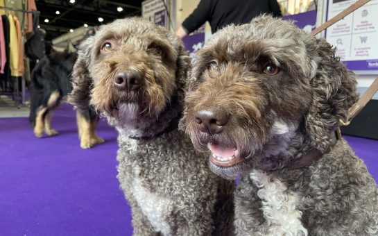 Two dogs at Discover Dogs event