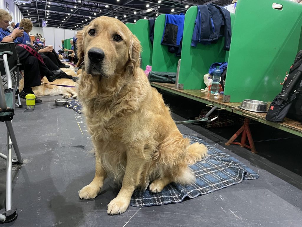 Golden retriever sat at Dog show