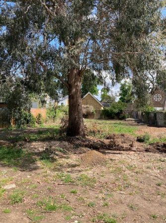 Tree that is under threat from the plans, according to Friends of Twickenham Green. 