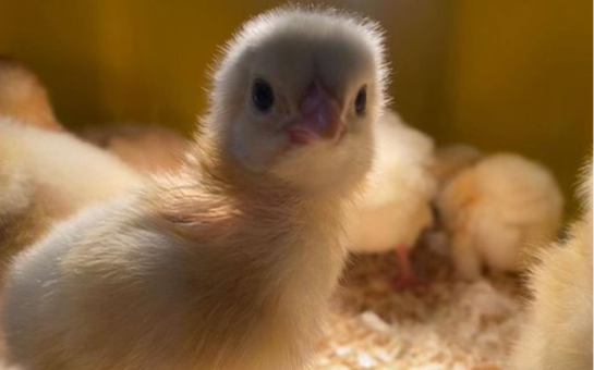 Image of a chick rescued by Gloyne