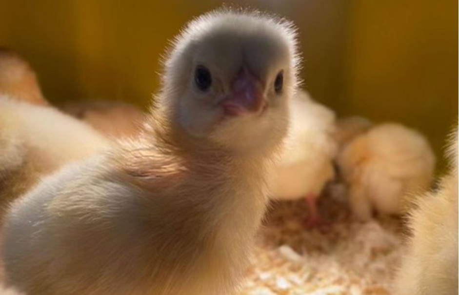 Image of a chick rescued by Gloyne