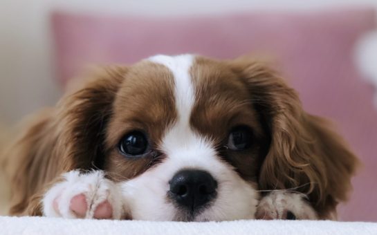 Cavalier King Charles Dog