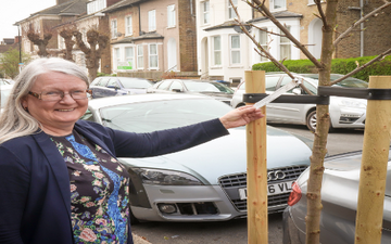 A new tree in Croydon