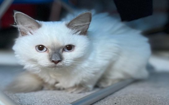 A picture of an ill Croydon kitten - a ragdoll - called Millie who had FIP. She is looking at the camera.