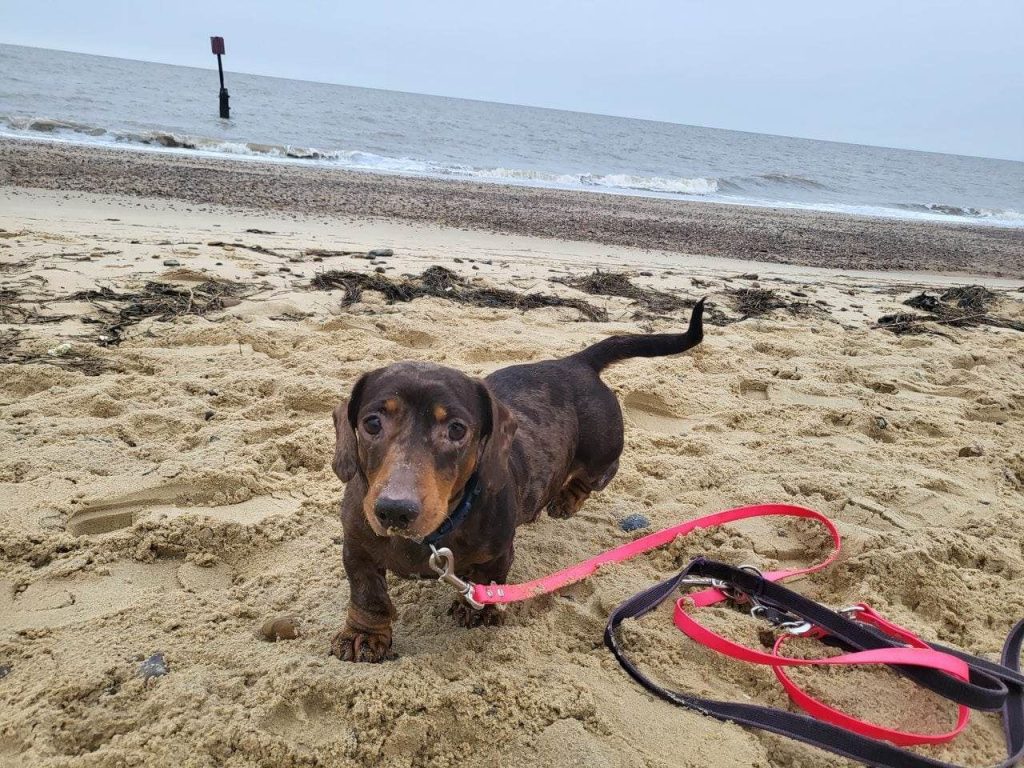 Chocolate sausage dog on the beach 