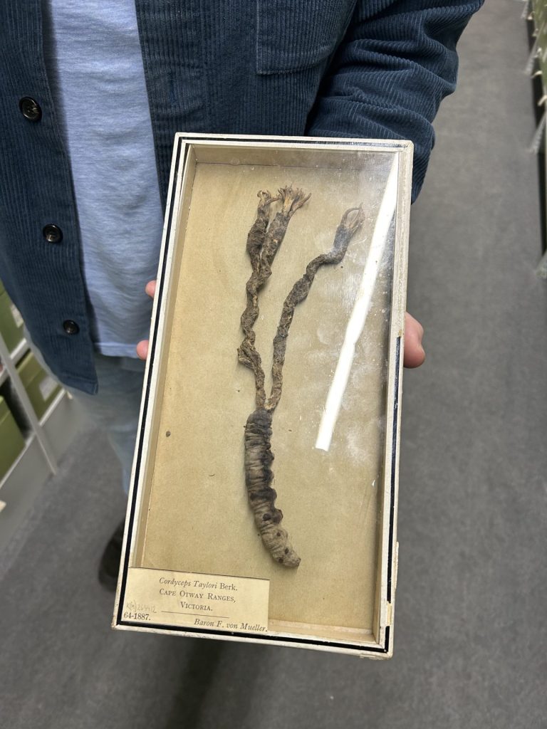 An image of a caterpillar in a box with a cordycep coming out of its head