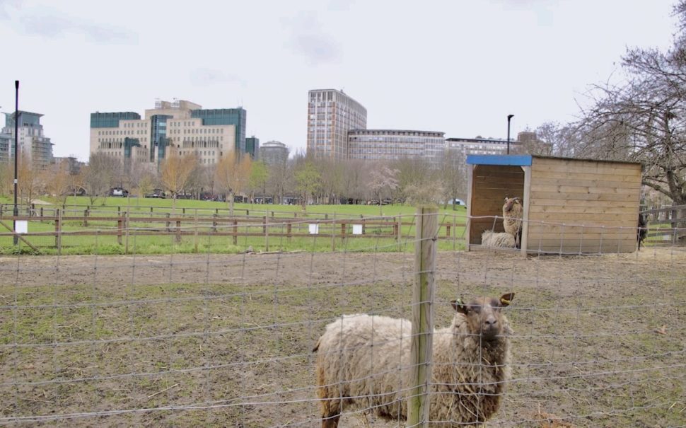 A sheep in Vauxhall City Farm