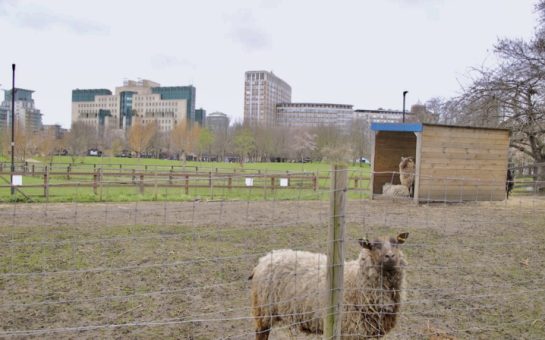 A sheep in Vauxhall City Farm