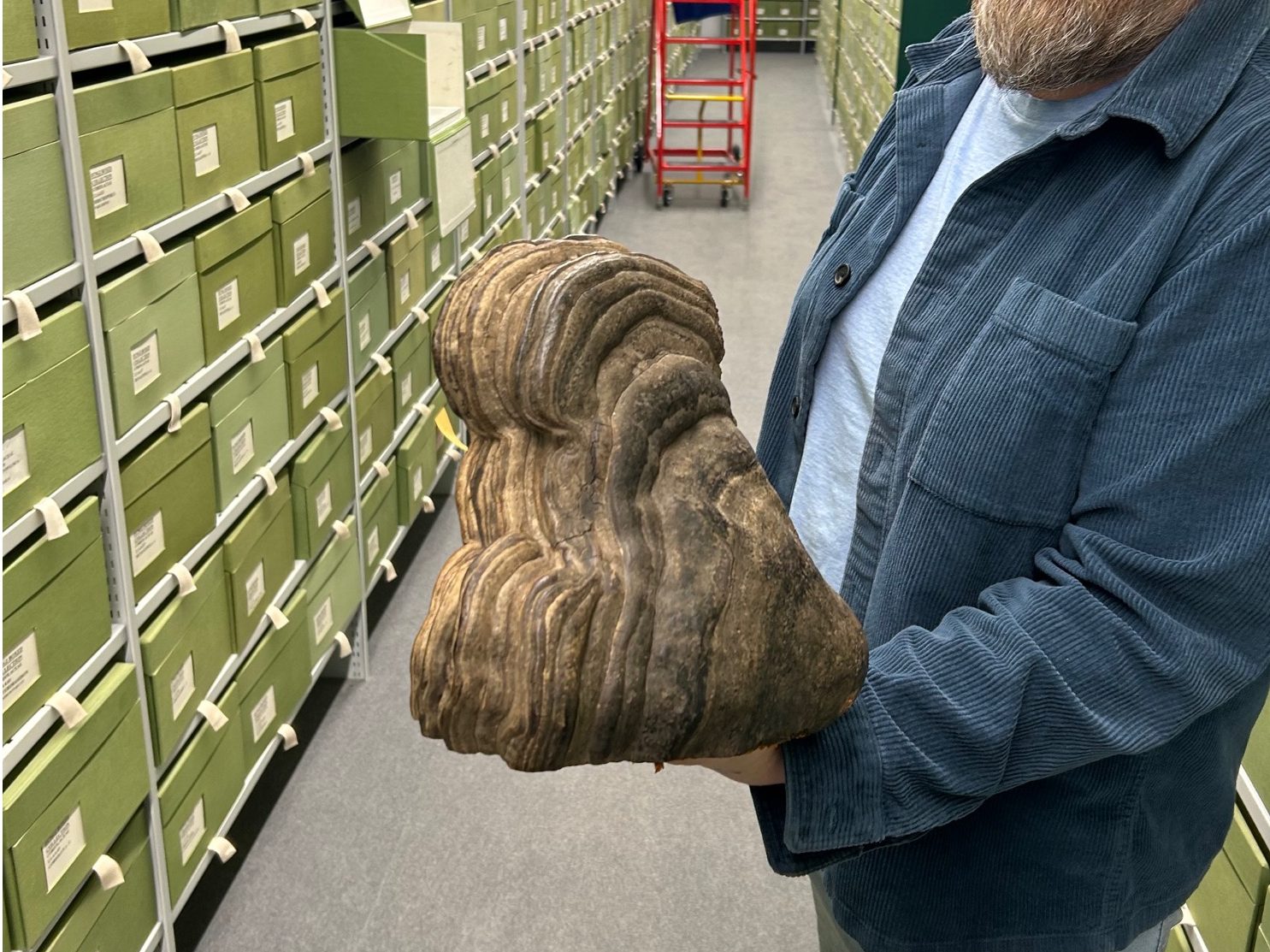 A man holding a mushroom inside a collection