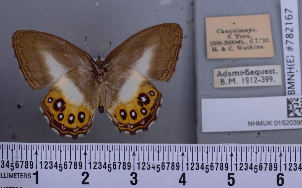 The black eye-spot pattern on the insects' orange wings reminded the scientists of the ‘all-seeing eye’ of Sauron from Lord of the Rings (Image Credit: B. Huertas (c) Trustees Natural History Museum)