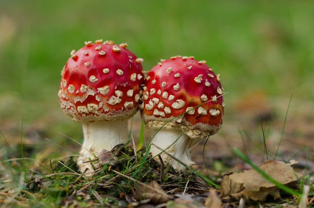Two fly agaric mushrooms next to each-other