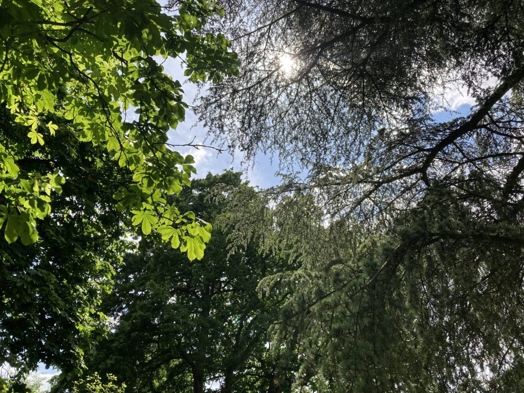 Light filtering through a canopy of trees of different shades of green, against a blue sky