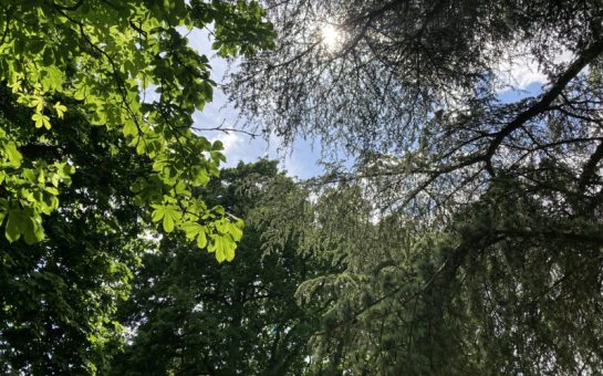 Light filtering through a canopy of trees of different shades of green, against a blue sky