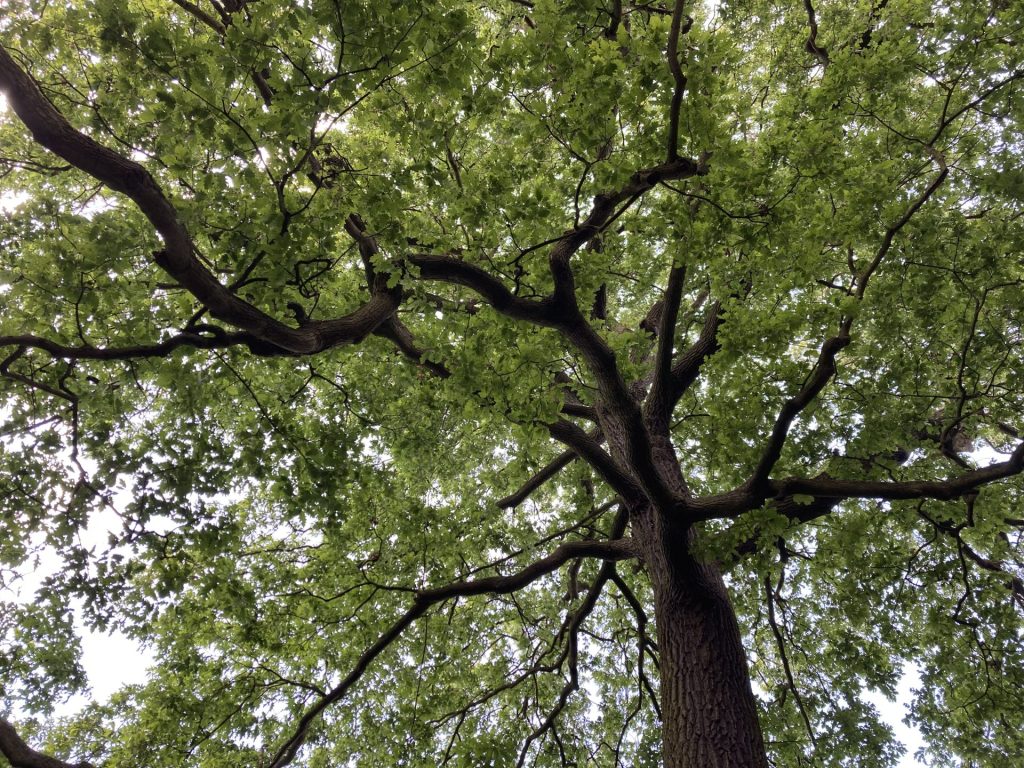 View from underneath a large tree at Kew Gardens