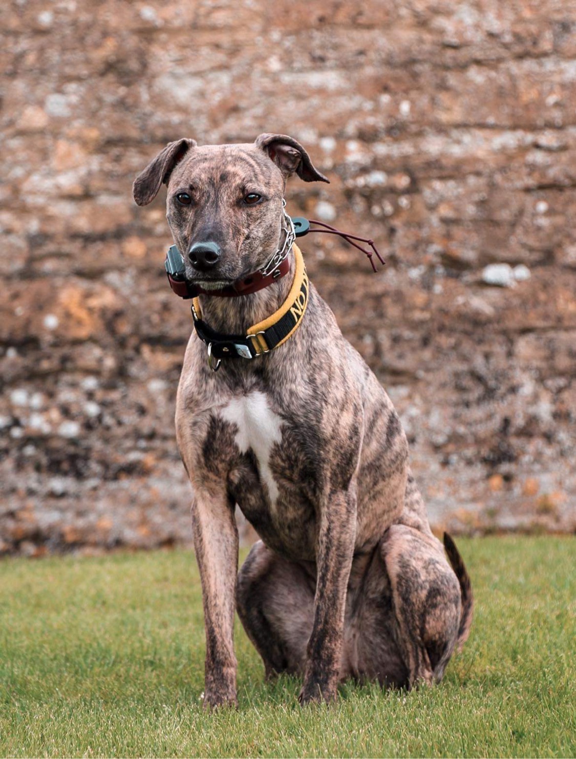 Ecollar ban use will go 'underground' after ban