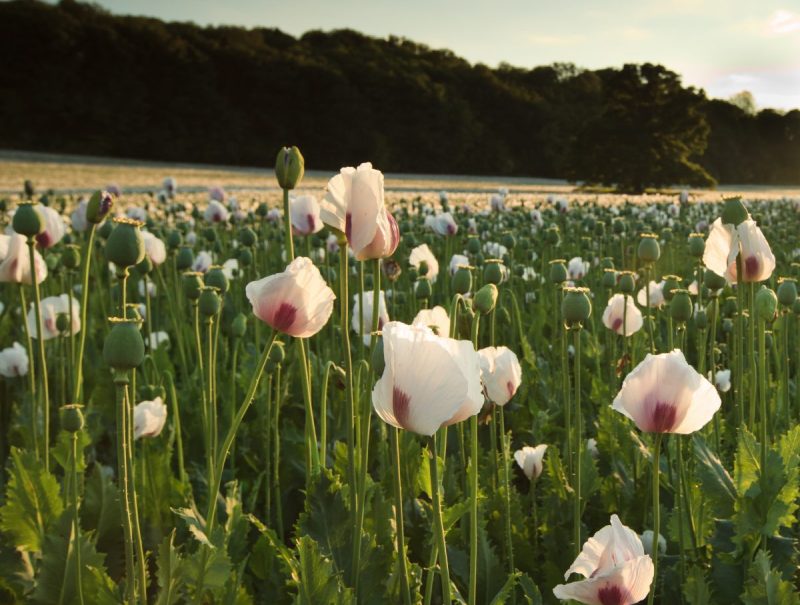 A field of opium poppies