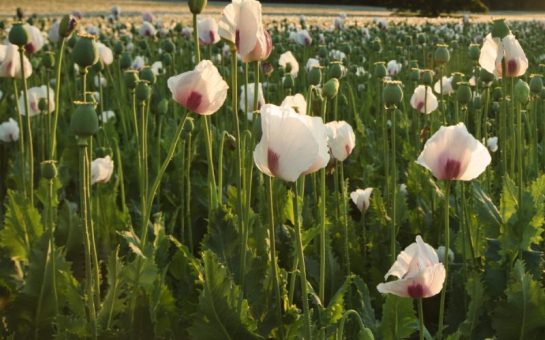 A field of opium poppies