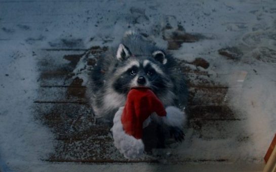 lidl's christmas 2023 advert raccoon stares up with puppy dog eyes and a santa hat in his mouth on a snowy doorstep