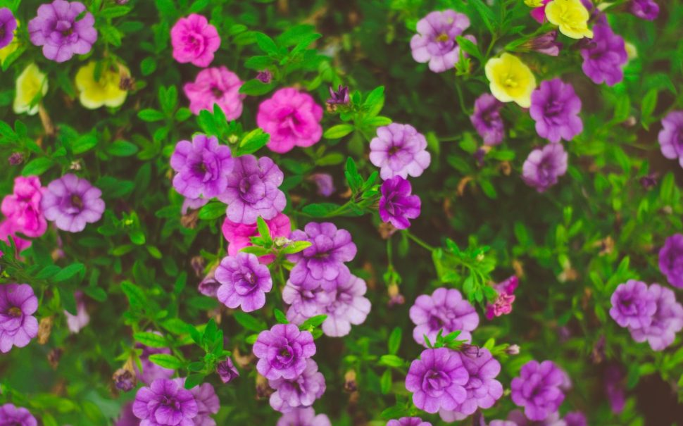 Flowers in purple, with two or three yellow ones. Notting Dale Gardening Project