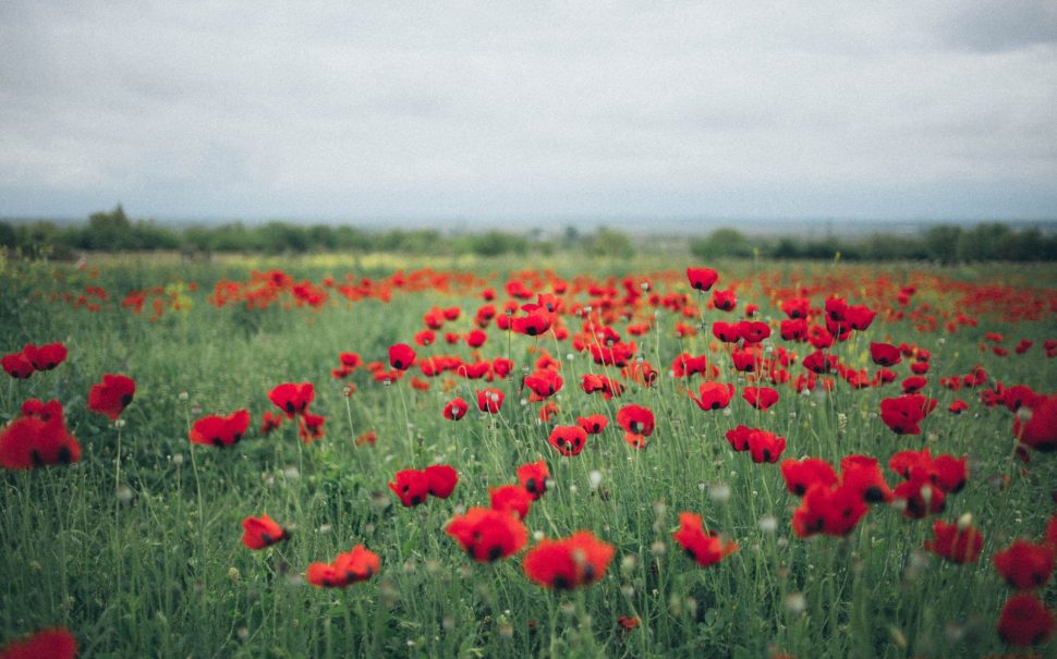 A field of poppies, with overcast sky