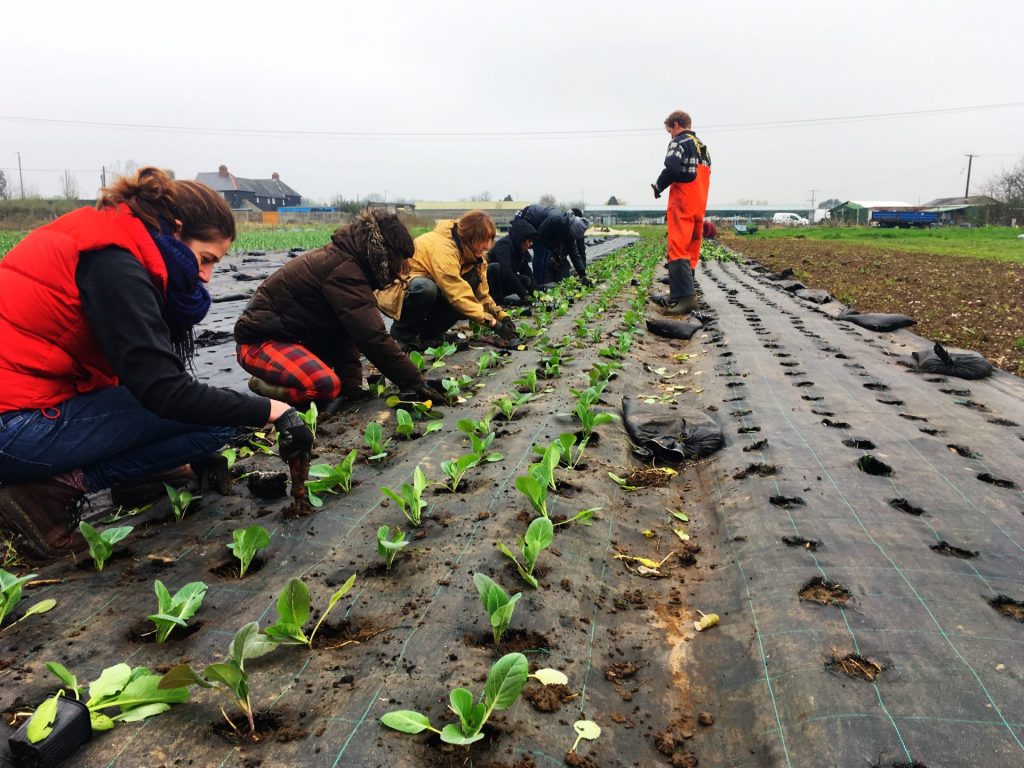 People planting crops in a row in a field