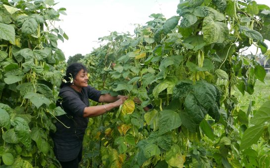 A woman in between two rows of vines harvesting vegetables