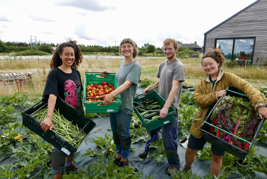 Four people holding boxes of vegetables in front of a field
