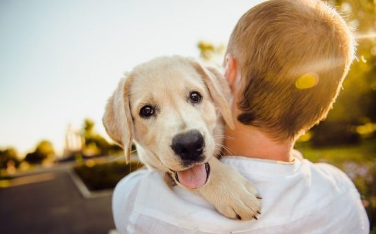 Photo of Dog and Man