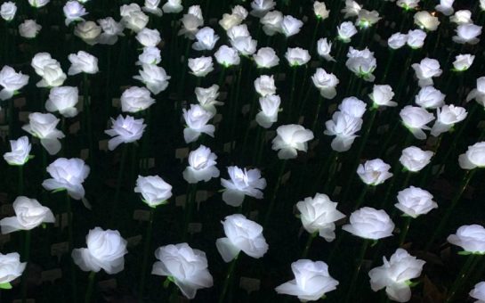 A sea of silk, white roses opened in November, attended by Bill Nighy, to raise money for the Royal Marsden Charity. Image credit: Susanna Siddell