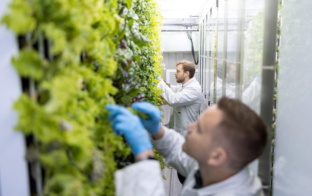 A man trimming some herbs in Greenhaus's container farm