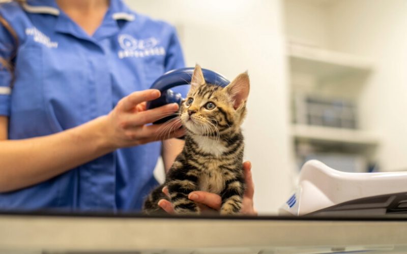A picture of a small cat being held by a medical professional