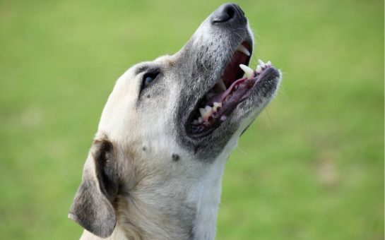 A white dog with its nose in the air.