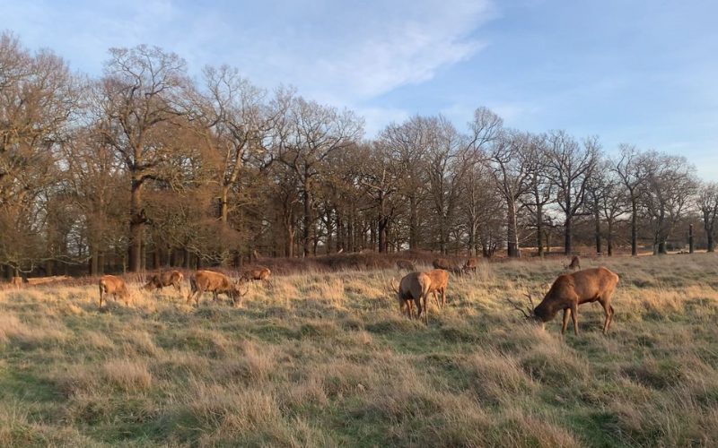 Richmond Park