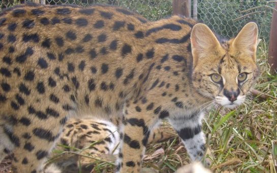 The serval, a type of wild cat native to Africa