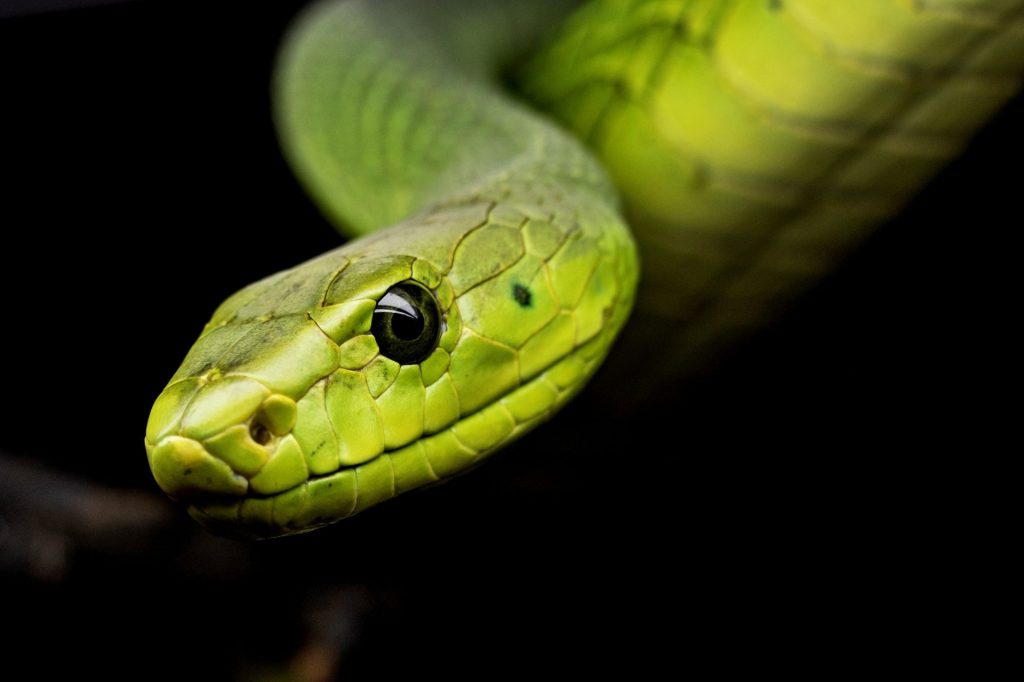 Green Mamba snake