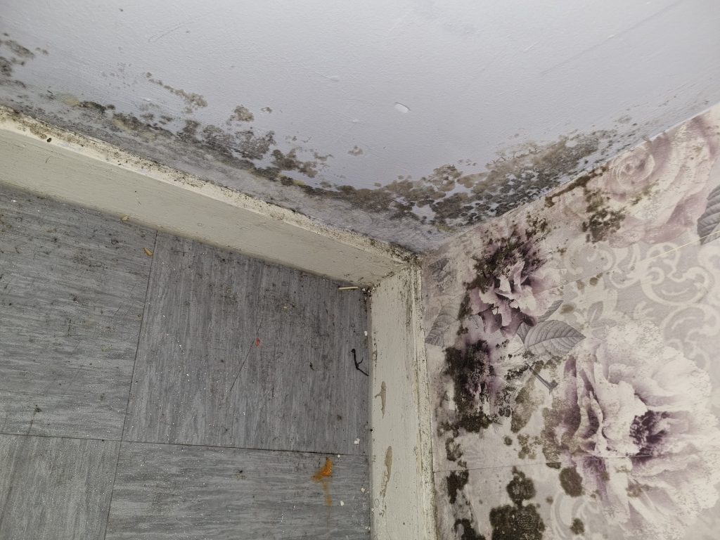 Black mould on wallpaper