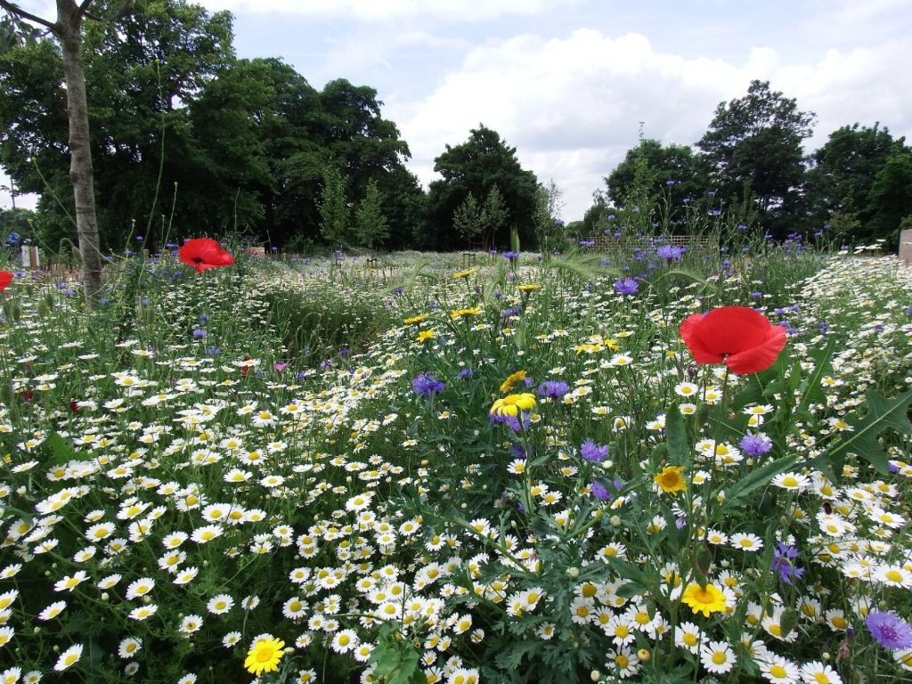 Pic of red and white flowers on Wimbledon and Putney Commons.