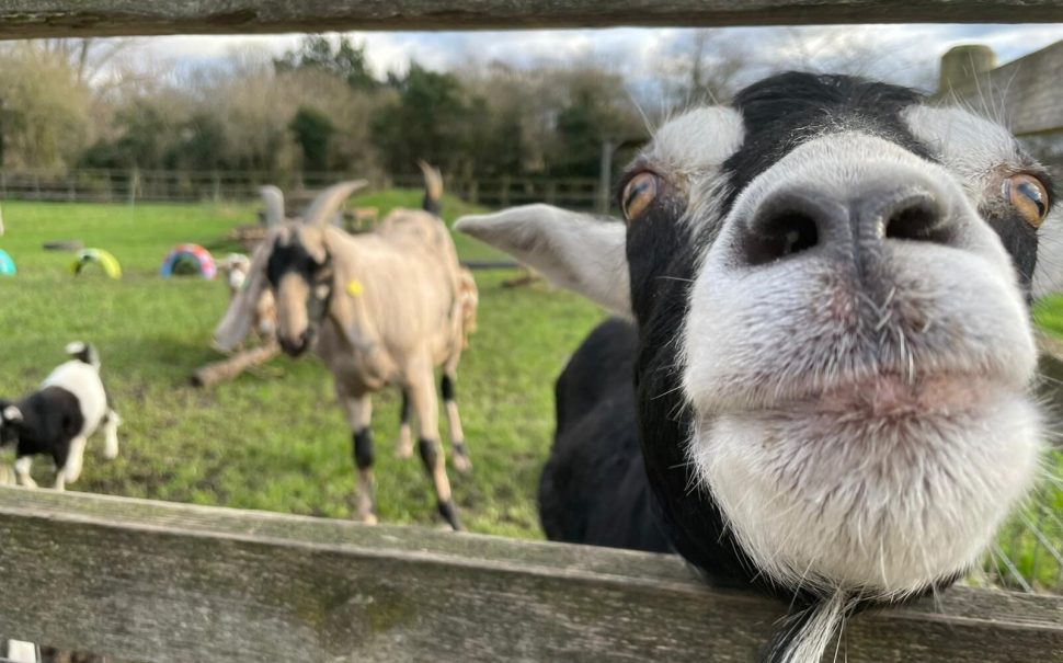 Goats lean over fence