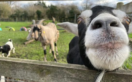 Goats lean over fence