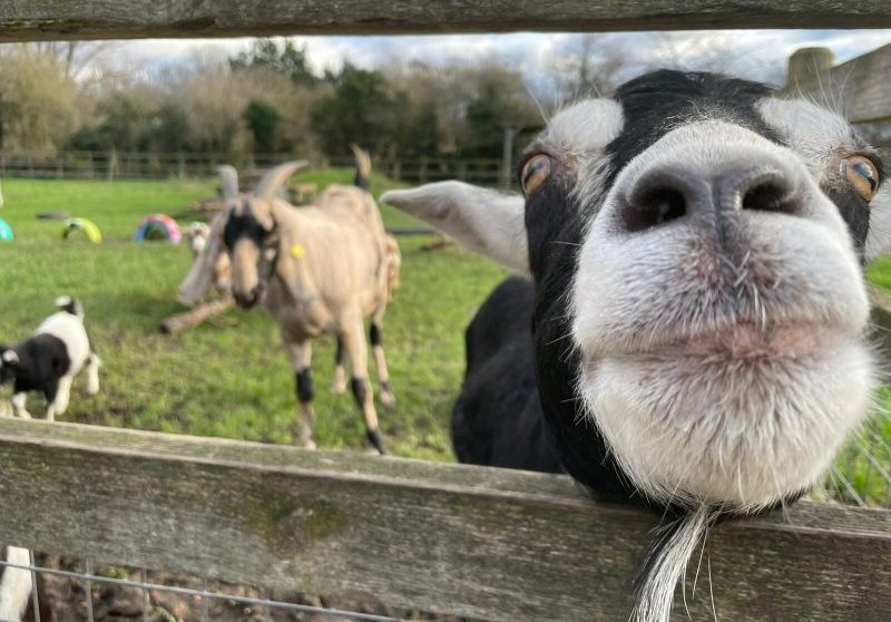 Deen City Farm appeals for donations to fund major work
