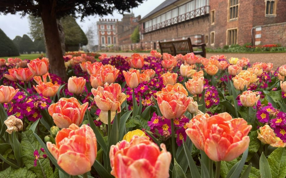 A row of flowers