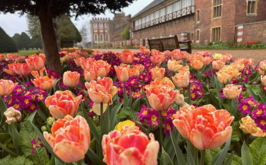 A row of flowers