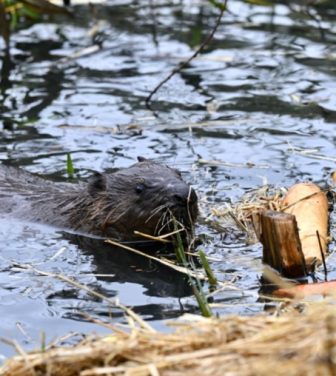 Beaver from Ealing Beaver Project