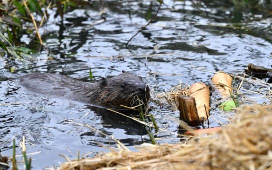 Beaver from Ealing Beaver Project