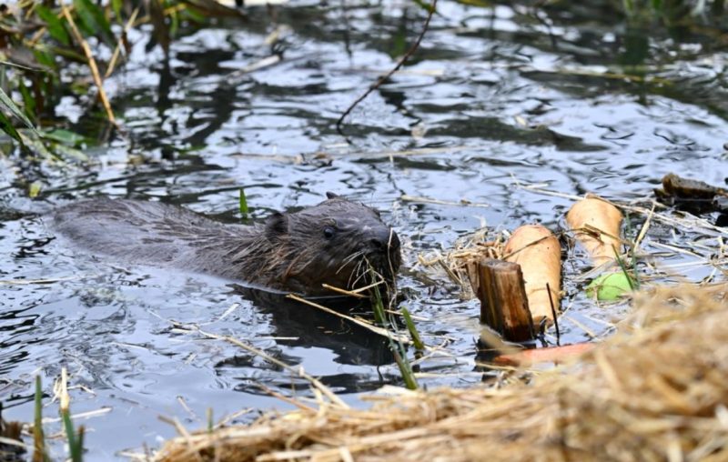 Successful rewilding project sees busy beavers thriving in Ealing