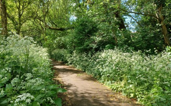 Walking path surrounded by green plants and covered by a canopy of trees creating a dappled light on the dirt path.