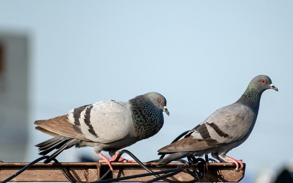 Two pigeons sat on a bit of scaffolding