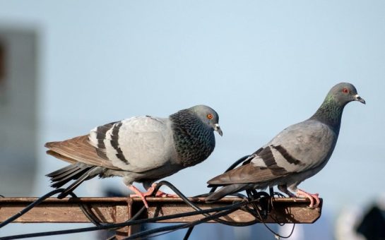 Two pigeons sat on a bit of scaffolding