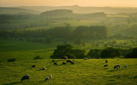 Long shot of green hills in the UK countryside with animals grazing on them, the sky is in shot, with a misty sunset as the backdrop, and green trees and fields on the horizon.