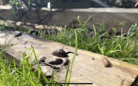 Snails in an allotment